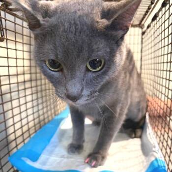 IVHS-Stray-141792 -  Domestic Short Hair Cat for Adoption in San Gabriel, California - IVHS-Stray-141792 | PetCurious
