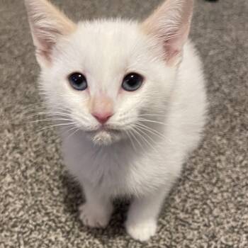 Domestic Short Hair Cats Available for Adoption - Iris | PetCurious