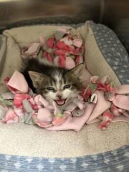 Domestic Short Hair Cats Available for Adoption in Black River Falls, Wisconsin - Cedar | PetCurious
