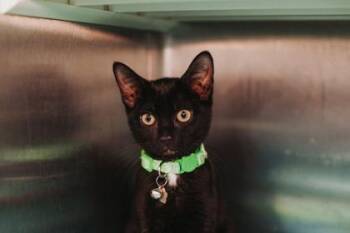 93543a Ground Beef -  Domestic Short Hair Cat for Adoption in North Charleston, South Carolina - 93543a Ground Beef | PetCurious