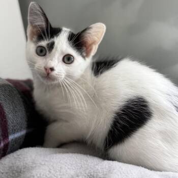 Tippy -  Domestic Short Hair Cat for Adoption in Ridgely, Maryland - Tippy | PetCurious