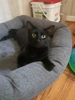 Allen -  Domestic Short Hair Cat for Adoption in Oak Forest, Illinois - Allen | PetCurious