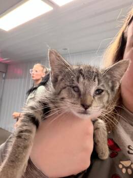 Latte -  Domestic Short Hair Cat for Adoption in Pierceton, Indiana - Latte | PetCurious