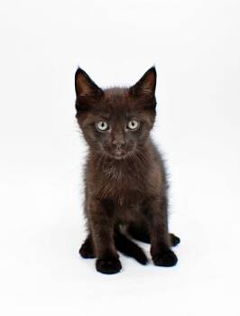 Domestic Long Hair and Domestic Short Hair Cats Available for Adoption in Morton Grove, Illinois - Orion | PetCurious