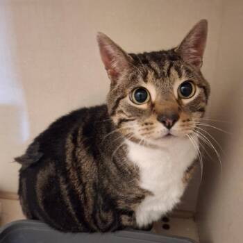 Domestic Short Hair Cats Available for Adoption in Conway, New Hampshire - Beetle | PetCurious