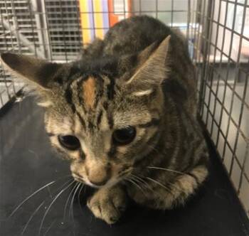 PENNY -  Domestic Short Hair Cat for Adoption in Conroe, Texas - PENNY | PetCurious