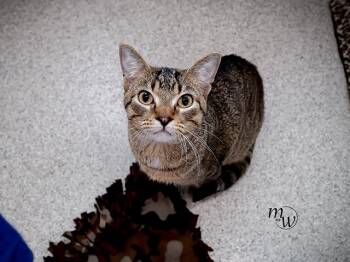 ICARUS -  Domestic Short Hair Cat for Adoption in Omaha, Nebraska - ICARUS | PetCurious