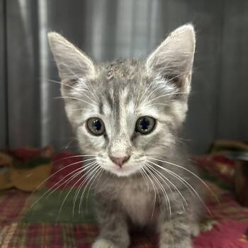 Ivy -  Domestic Short Hair Cat for Adoption in Austin, Texas - Ivy | PetCurious