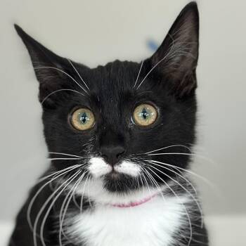 Pippa -  Domestic Short Hair Cat Available for Adoption in Victor, New York - Pippa | PetCurious