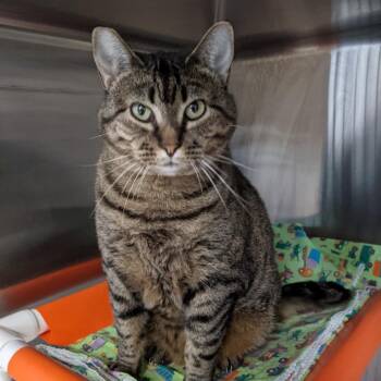 Dorien -  Domestic Short Hair Cat for Adoption in Kanab, Utah - Dorien | PetCurious