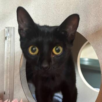 Domestic Short Hair Cats Available for Adoption in Louisville, Kentucky - Hulu | PetCurious