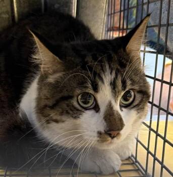 Domestic Medium Hair Cats Available for Adoption in Golden, Colorado - Gabriel | PetCurious