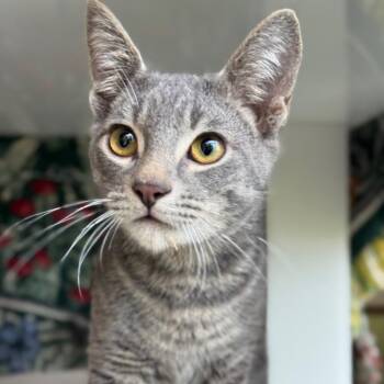 Domestic Short Hair Cats Available for Adoption in Goleta, California - Rusty | PetCurious