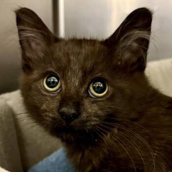 Triton -  Domestic Short Hair and Siamese Cat for Adoption in Sacramento, California - Triton | PetCurious