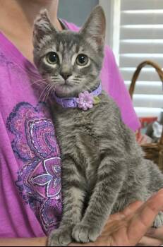 Posie Rue -  American Shorthair Cat for Adoption in El Dorado, Arkansas - Posie Rue | PetCurious