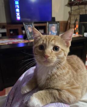Simba and Milo -  Domestic Short Hair Cat for Adoption in Clayton, New Jersey - Simba And Milo | PetCurious
