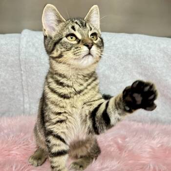 Penny -  Domestic Short Hair Cat for Adoption in St. Louis, Missouri - Penny | PetCurious
