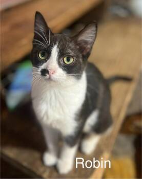 Robin -  Domestic Short Hair and Domestic Medium Hair Cat for Adoption in Plumerville, Arkansas - Robin | PetCurious