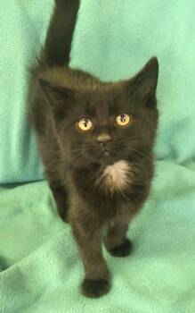 Rescue Domestic Short Hair Cats for Adoption - Chiyo | PetCurious