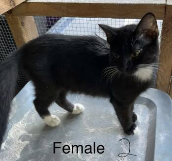 MaryAnn -  Domestic Short Hair Cat for Adoption in Connelly Springs, North Carolina - MaryAnn | PetCurious