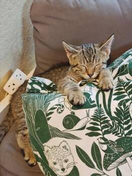 ONION RING -  Domestic Short Hair Cat for Adoption in Aurora, Colorado - ONION RING | PetCurious