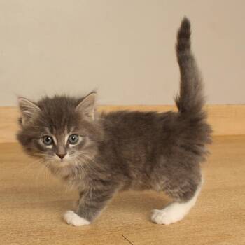 Scooper C70890 -  Domestic Medium Hair Cat for Adoption in Minnetonka, Minnesota - Scooper C70890 | PetCurious