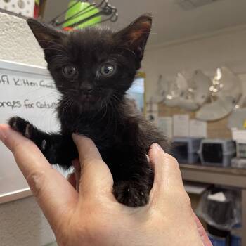 Liepard -  Domestic Medium Hair Cat for Adoption in Eureka Springs, Arkansas - Liepard | PetCurious