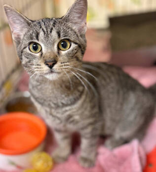 Rescue Domestic Short Hair Cats for Adoption in Baraboo, Wisconsin - Boots | PetCurious