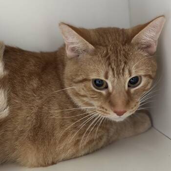 Mitch -  Domestic Short Hair Cat for Adoption in Matteson, Illinois - Mitch | PetCurious
