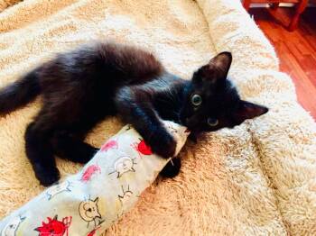 Rescue Domestic Short Hair Cats for Adoption in Jacksonville, Florida - String Bean =^.^= | PetCurious