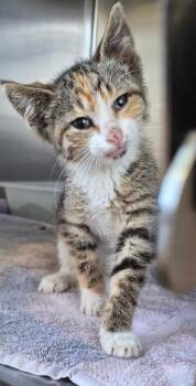 Kendall -  Domestic Short Hair Cat for Adoption in Tomah, Wisconsin - Kendall | PetCurious