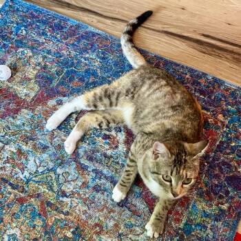 Sage -  Domestic Short Hair Cat for Adoption in Moses Lake, Washington - Sage | PetCurious