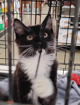 Bella -  Domestic Long Hair Cat for Adoption in Woodland, California - Bella | PetCurious