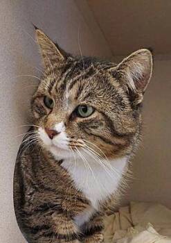 Jensen -  Domestic Short Hair Cat for Adoption in Pottsville, Pennsylvania - Jensen | PetCurious