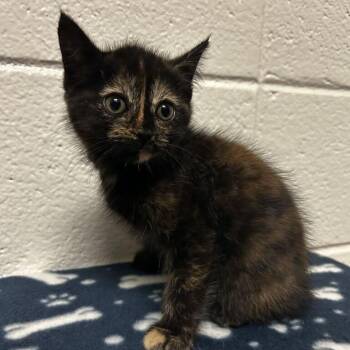 Amira -  Domestic Short Hair Cat for Adoption in New York, New York - Amira | PetCurious