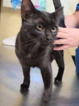 Domestic Short Hair Cats Available for Adoption in Cookeville, Tennessee - JOE BLACK | PetCurious