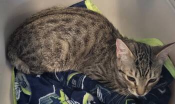 Rescue Domestic Short Hair Cats for Adoption in Lawrenceville, Georgia - If 8 | PetCurious