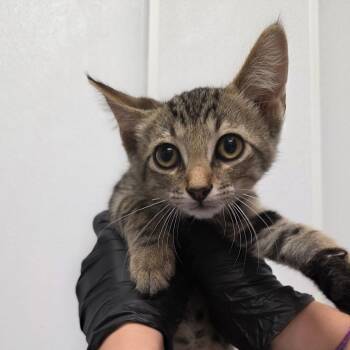 JasPurr -  Domestic Short Hair Cat for Adoption in Abilene, Texas - JasPurr | PetCurious
