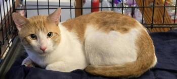 Sam -  Domestic Short Hair Cat for Adoption in Enfield, Connecticut - Sam | PetCurious