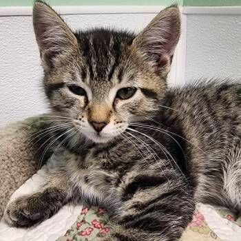 Marie Curri -  Domestic Short Hair Cat for Adoption in Shinnston, West Virginia - Marie Curri | PetCurious