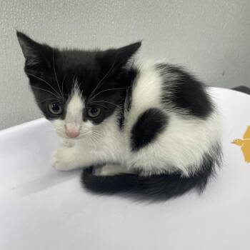 Domestic Short Hair Cats Available for Adoption in Tampa, Florida - Trish | PetCurious