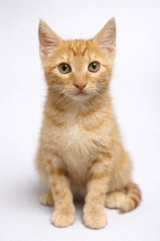 Tabby Cats Available for Adoption - Sesame | PetCurious