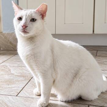 Casper -  Domestic Short Hair Cat for Adoption in Beaverton, Oregon - Casper | PetCurious