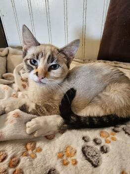 Goldie -  Domestic Short Hair Cat for Adoption in Millcreek, Utah - Goldie | PetCurious