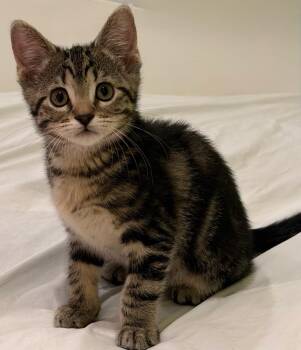 Bitty Baby Jean -  Domestic Short Hair Cat for Adoption in Little Rock, Arkansas - Bitty Baby Jean | PetCurious