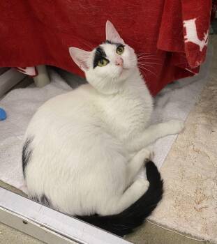 Sugar -  Domestic Short Hair Cat Available for Adoption in Alexandria, Virginia - Sugar | PetCurious