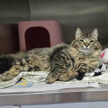 Domestic Long Hair Cats Available for Adoption in Madison, Wisconsin - Raccoon | PetCurious