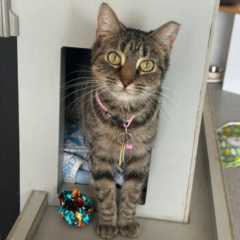 Domestic Short Hair Cats Available for Adoption - Chickadee | PetCurious