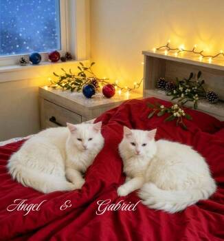 Gabriel -  Domestic Long Hair Cat for Adoption in Culpeper, Virginia - Gabriel | PetCurious