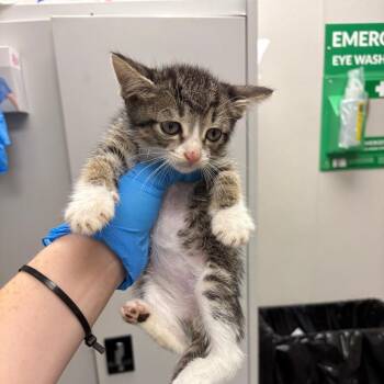 Guinness -  Domestic Short Hair Cat for Adoption in Columbiana, Alabama - Guinness | PetCurious